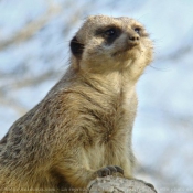 Photo de Suricate