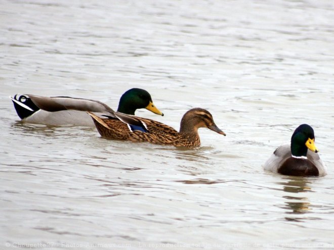 Photo de Canard