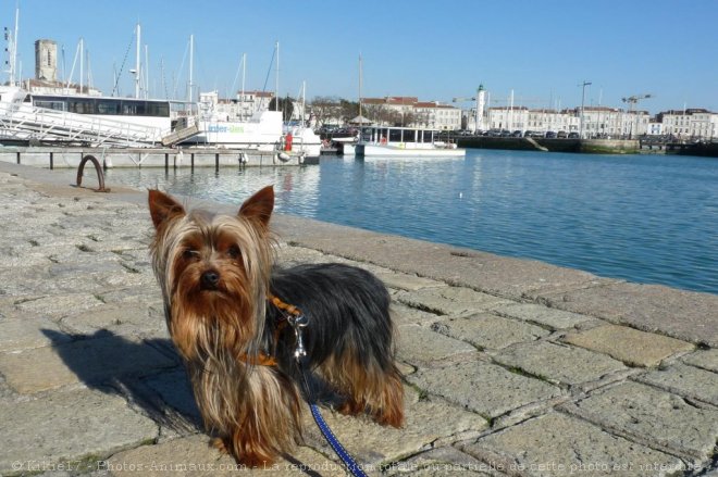 Photo de Yorkshire terrier