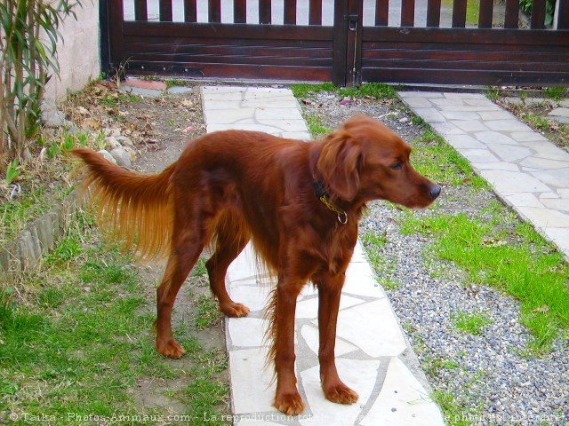 Photo de Setter irlandais rouge