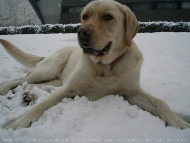 Photo de Labrador retriever