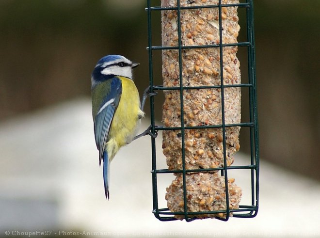 Photo de Msange bleue