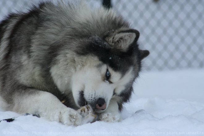 Photo de Husky siberien