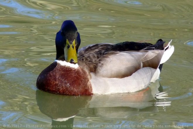 Photo de Canard