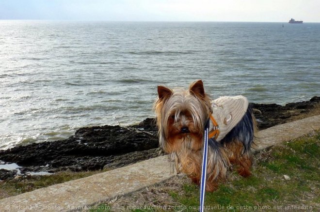 Photo de Yorkshire terrier