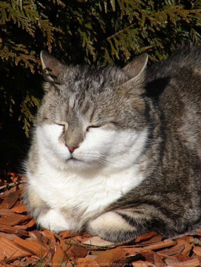 Photo de Chat domestique