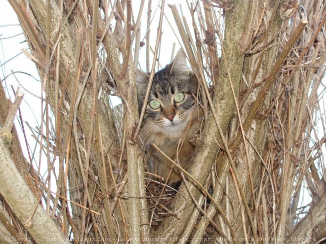 Photo de Chat domestique