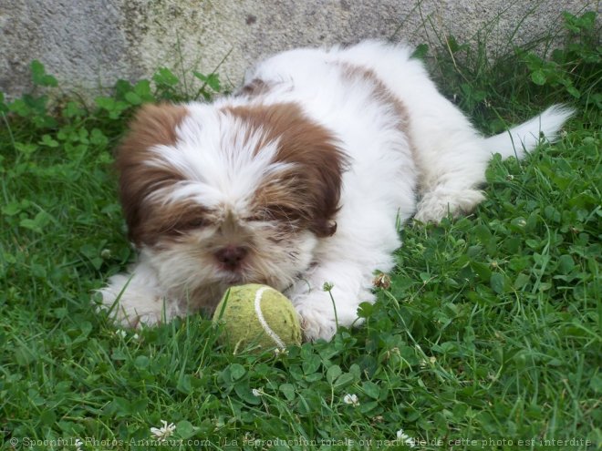 Photo de Shih tzu