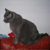 Photo de Chartreux