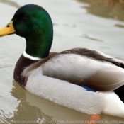 Photo de Canard colvert