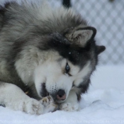 Photo de Husky siberien