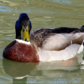 Photo de Canard