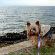 Photo de Yorkshire terrier