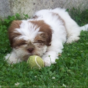 Photo de Shih tzu