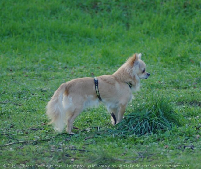 Photo de Chihuahua  poil long