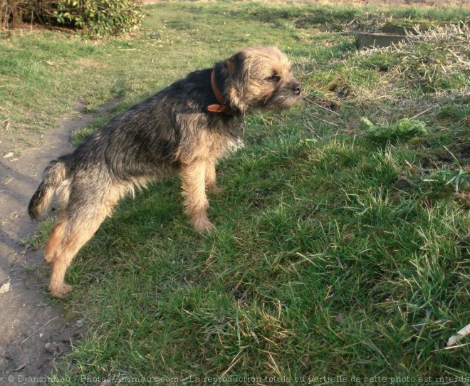 Photo de Border terrier