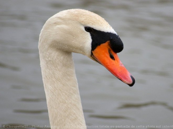 Photo de Cygne