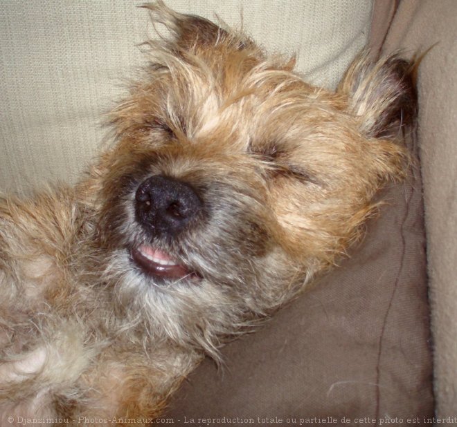 Photo de Border terrier