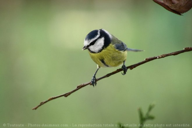 Photo de Msange bleue