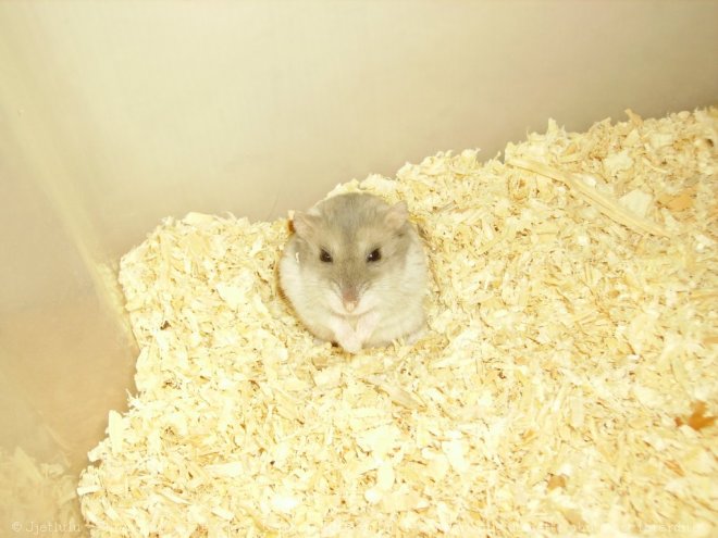 Photo de Hamster