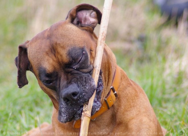 Photo de Boxer