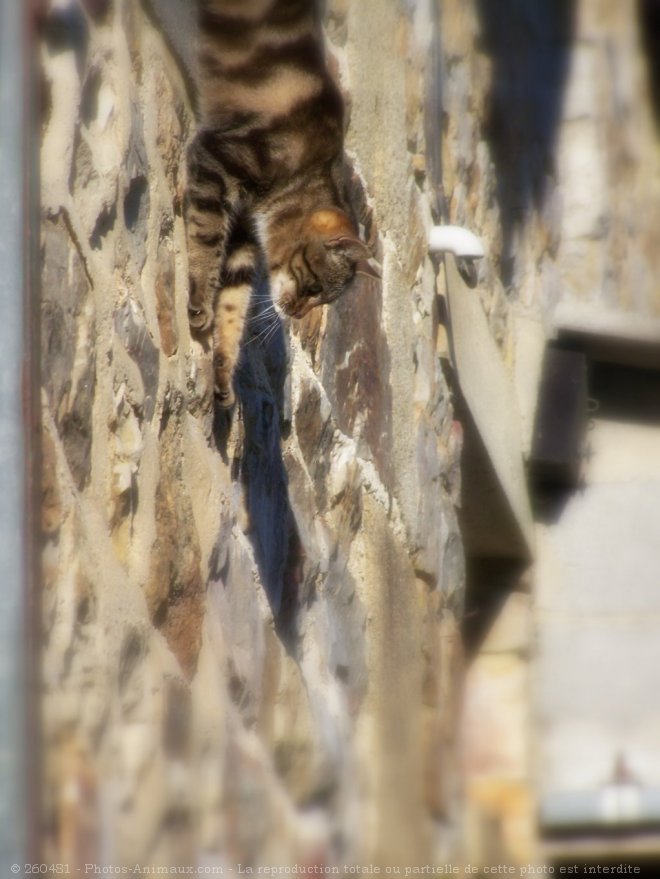 Photo de Chat domestique