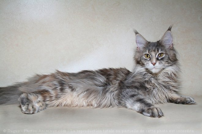 Photo de Maine coon