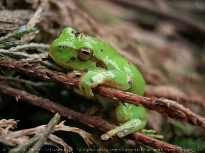 Photo de Grenouille - rainette