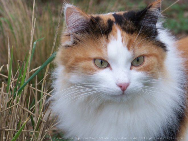 Photo de Chat domestique