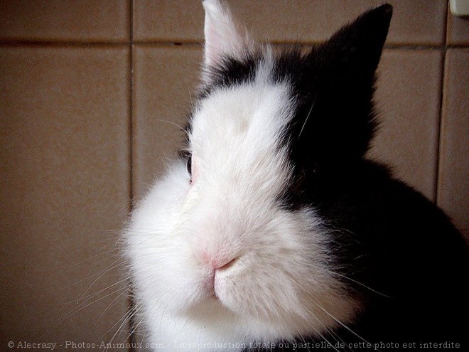 Photo de Lapin