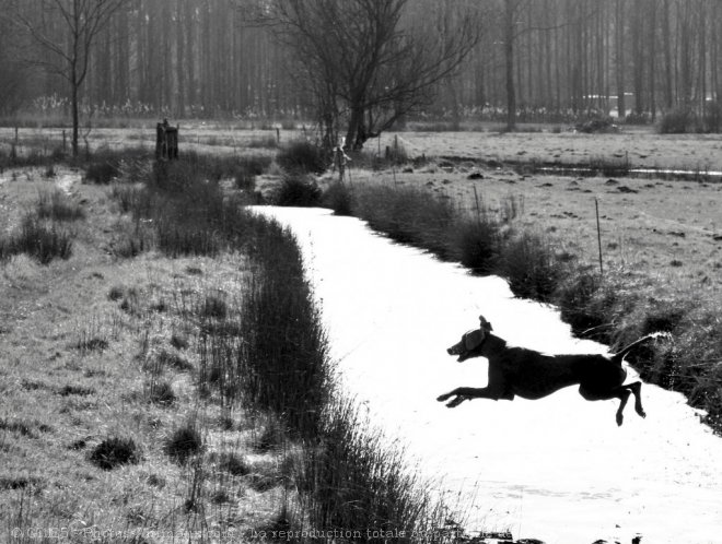 Photo de Braque de weimar poil court