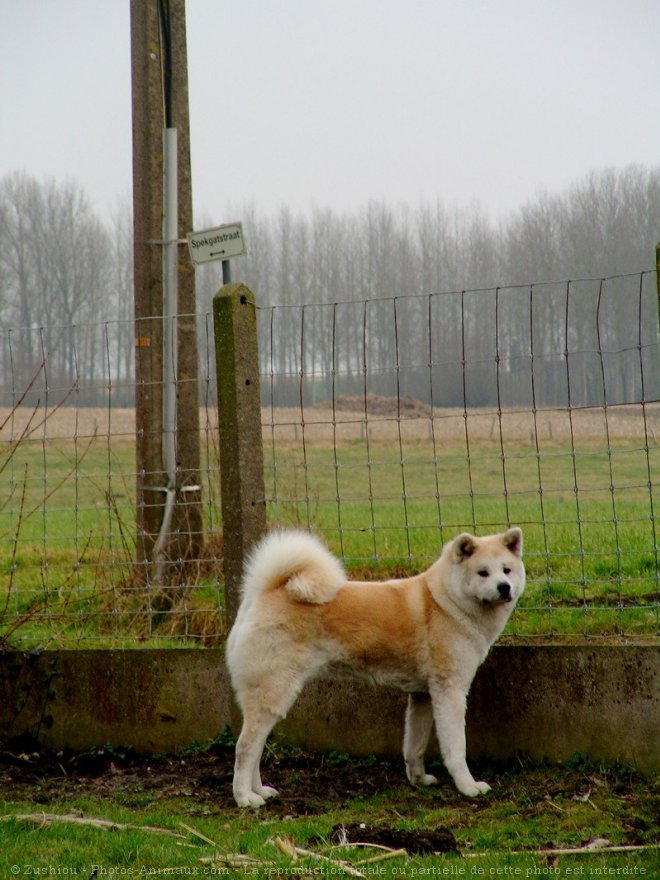 Photo d'Akita inu