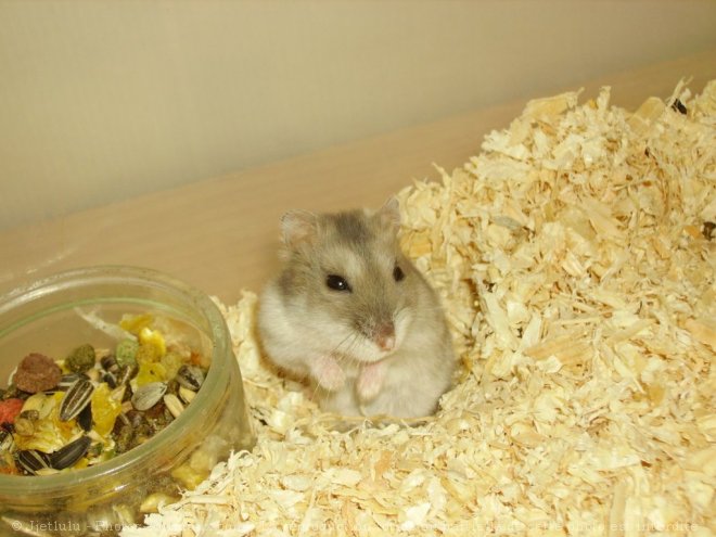 Photo de Hamster