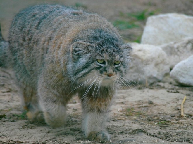 Photo De Chat De Pallas Manul N Sur Photos Animaux Com