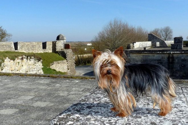 Photo de Yorkshire terrier