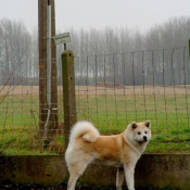 Photo d'Akita inu