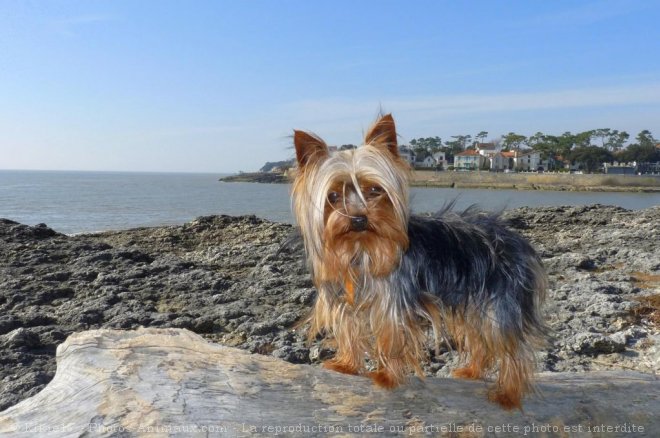 Photo de Yorkshire terrier