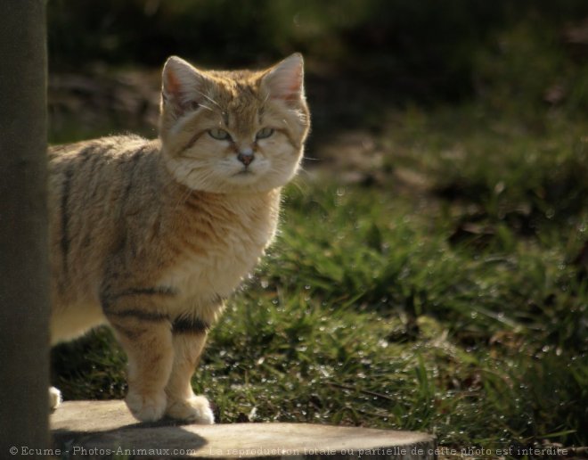 Photo de Chat des sables