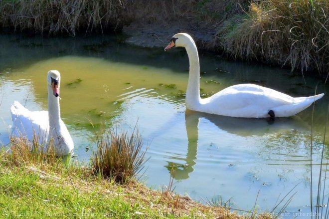 Photo de Cygne