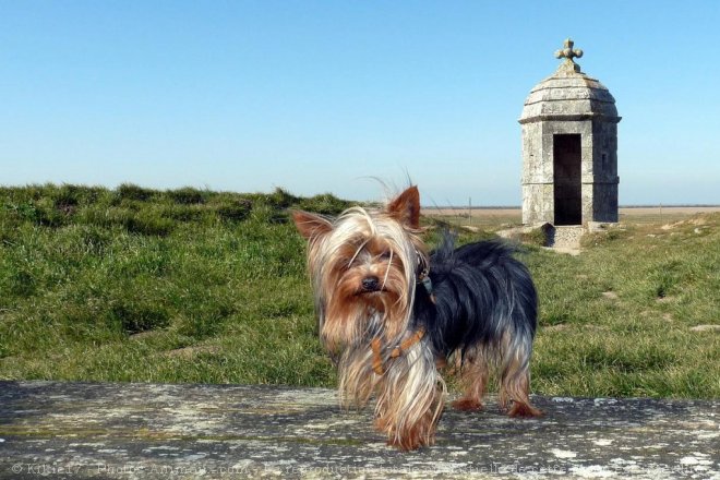 Photo de Yorkshire terrier