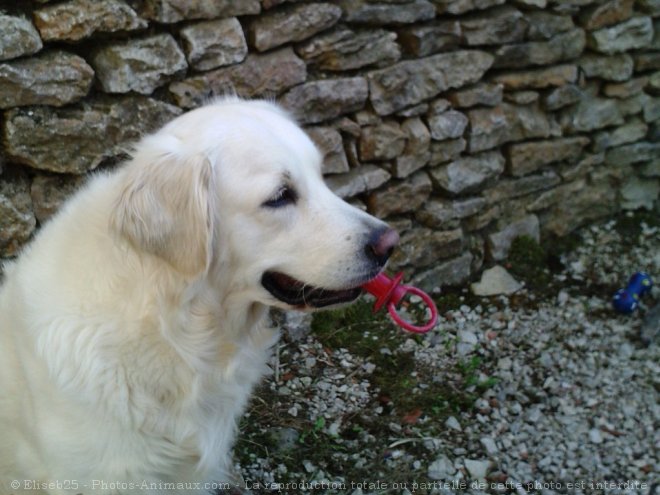 Photo de Golden retriever