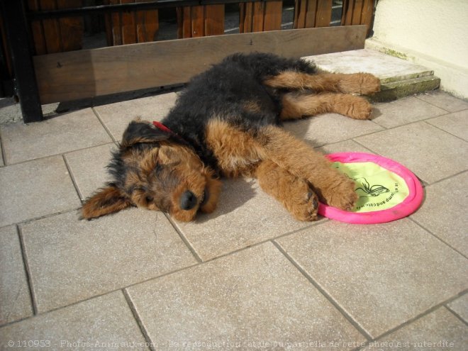 Photo d'Airedale terrier