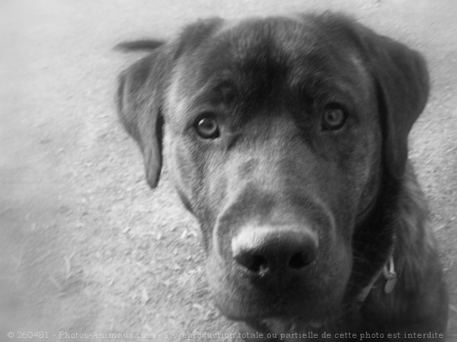 Photo de Rottweiler