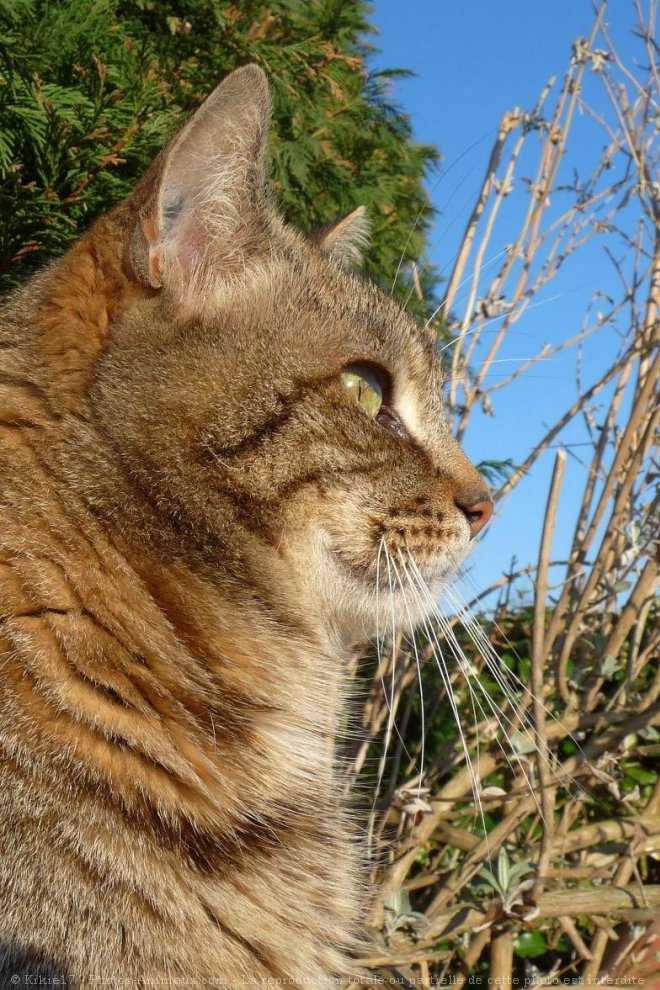 Photo de Chat domestique