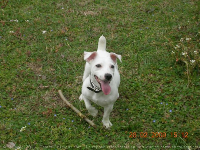 Photo de Jack russell terrier