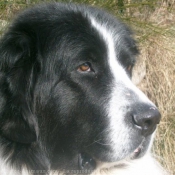 Photo de Landseer (type continental europen)