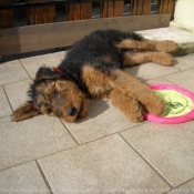 Photo d'Airedale terrier