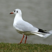 Photo de Mouette