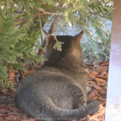 Photo de Chat domestique