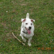 Photo de Jack russell terrier